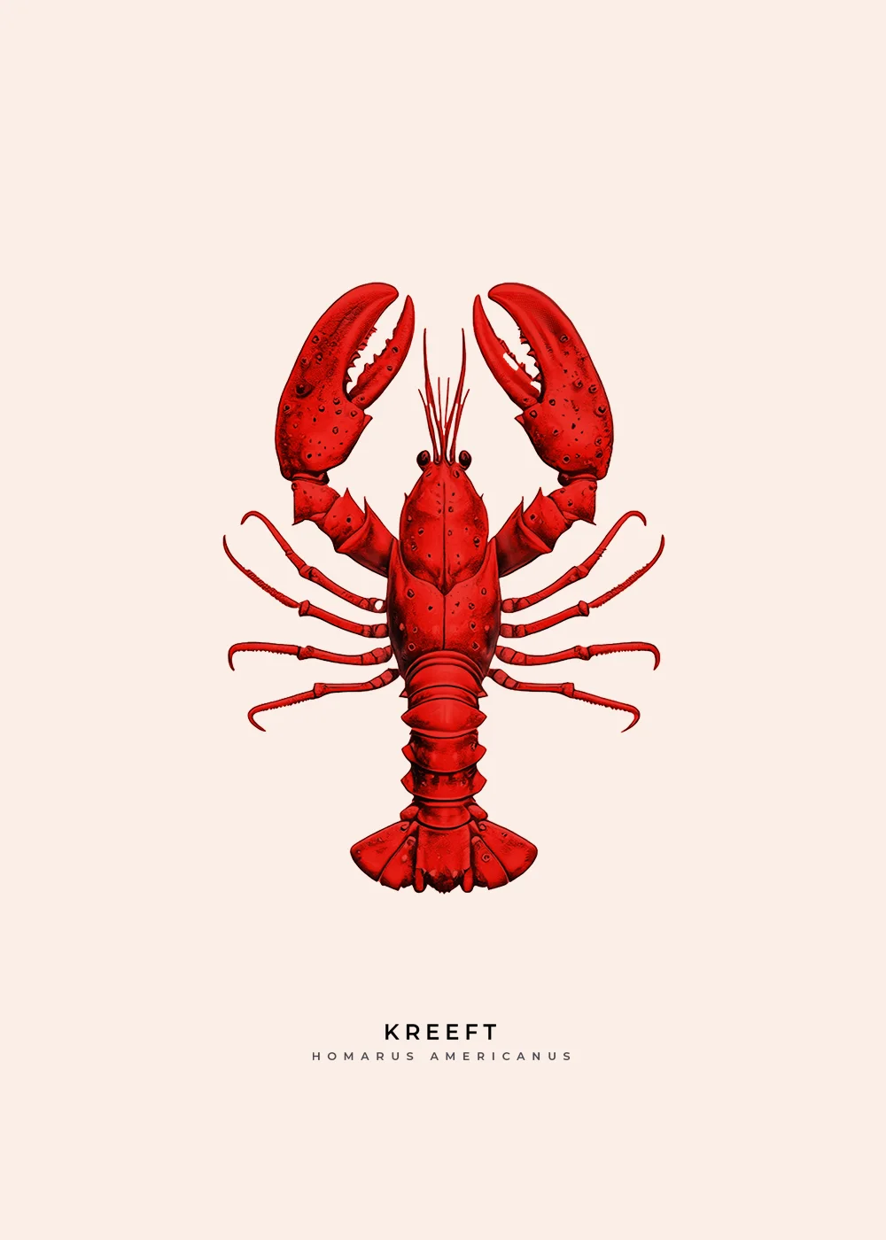 Poster met illustratie van rode, Amerikaanse kreeft