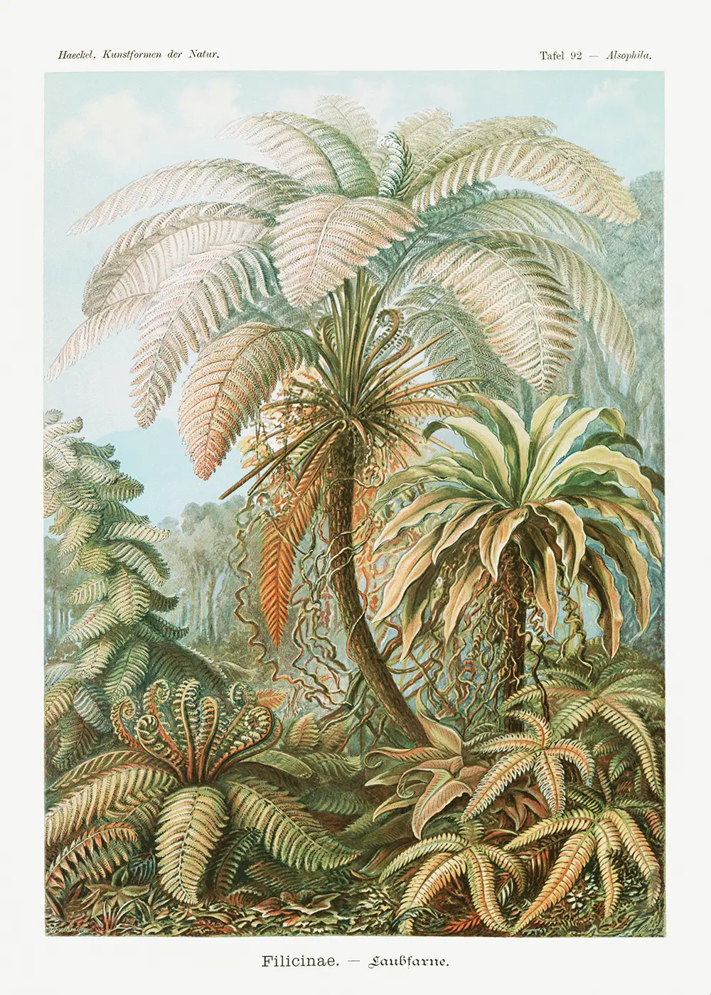 Vintage poster - Jungle illustratie door Ernst Haeckel
